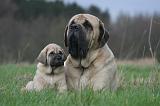 MASTIFF 150